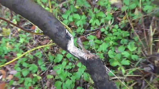 Золотой октябрь #8