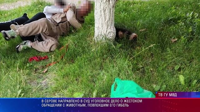 В Серове направлено в суд уголовное дело о жестоком обращении с животным, повлекшим его гибель