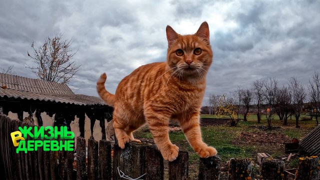 Гарик 🐱 и Питушиный 🐓 домик