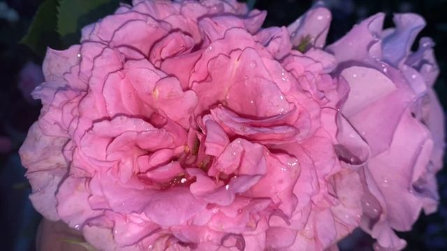 Букет из роз Бьенвеню, Лав Сонг, Боскобель.