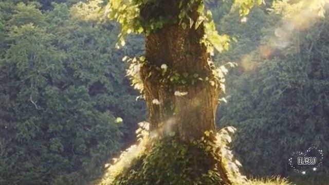 Увлекательные истории. душевные истории. Рассказы - Одно примирение в парке, которое изменило всё...