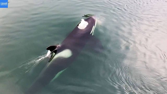 Семья косаток приплыла поздороваться с людьми!