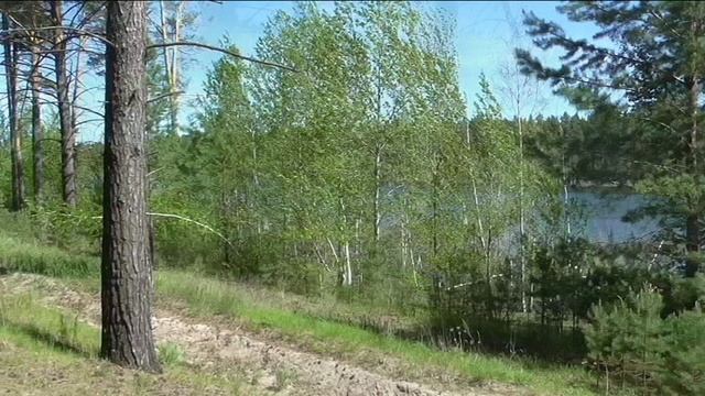 Загадочное, красивое лесное озеро.