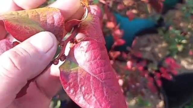 Саженцы голубики Ранние Средние и Поздние сорта Small Gardens