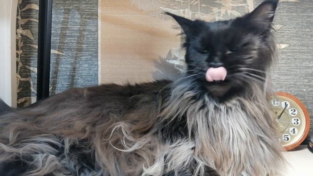 Самая добрая кошка