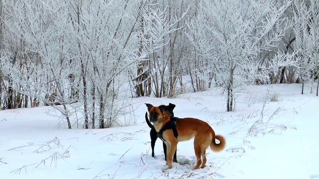 ✔️ЗИМА. СНЕГ.