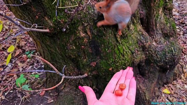 Белочки! Скворец и уточка с утятами вам для прекрасного настроения! 💖💖💖