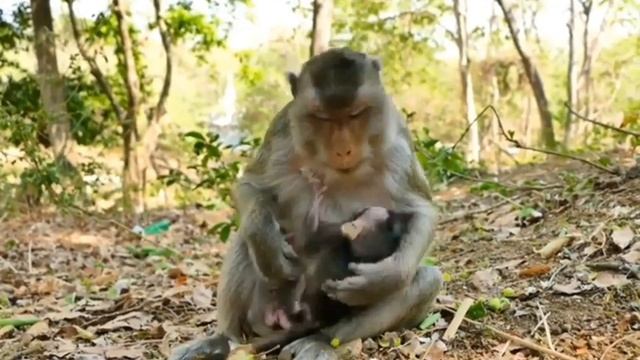 Ни минуты покоя., ни секунды покоя у макаки, только терпение. ... 1000040207.mp4