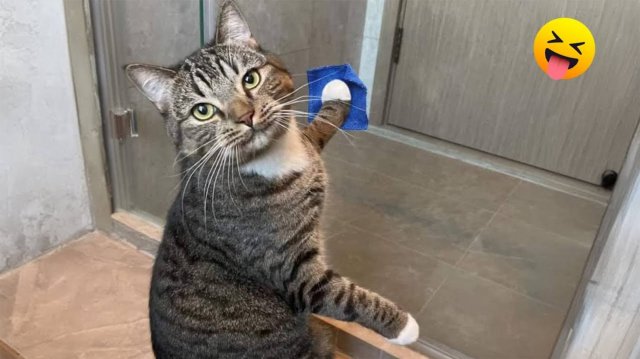 Смешные видео с котами снятые на камеру постарайтесь не засмеяться