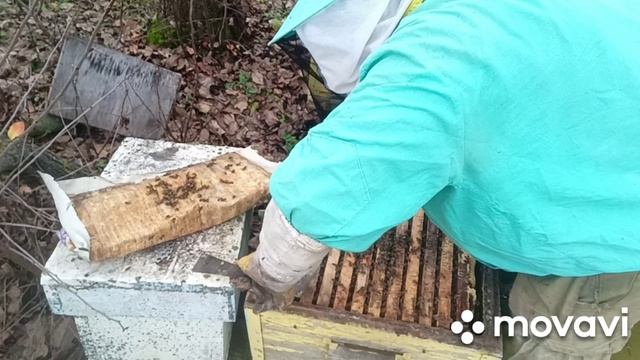 как помочь отводкам пчел перезимовать