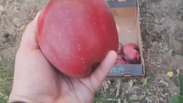 #29 Дела Дворовые