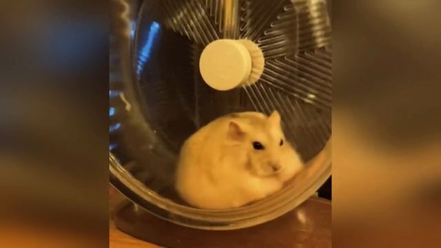 смешные видео с животными с озвучкой