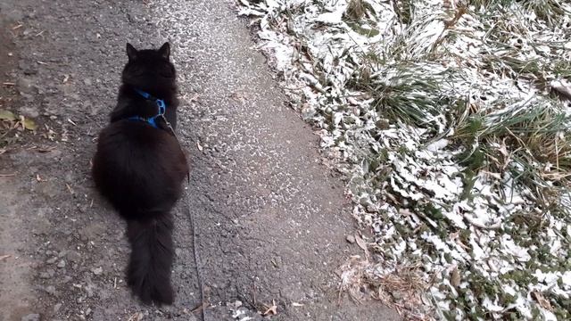 Задумался котик Мишка.