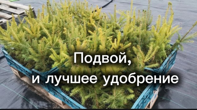 Закупка подвоя по всей России