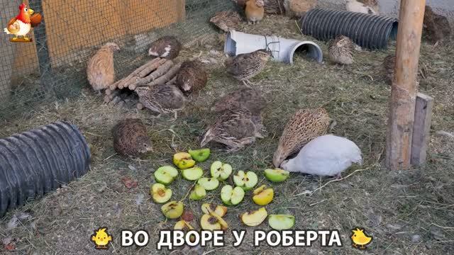 Содержание кур в домашних условиях и других птиц во дворе у Роберта 🐣🐤🦆🐔🪿🦃 (325)