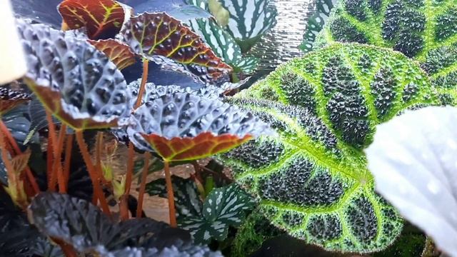 Краткий видеобзор одной из моих полочек с бегониями