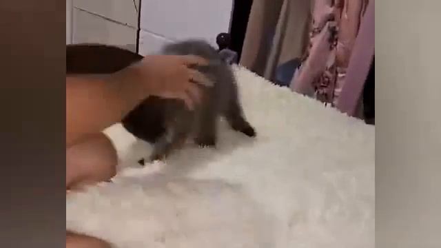 Смешные животные. Часть 54.