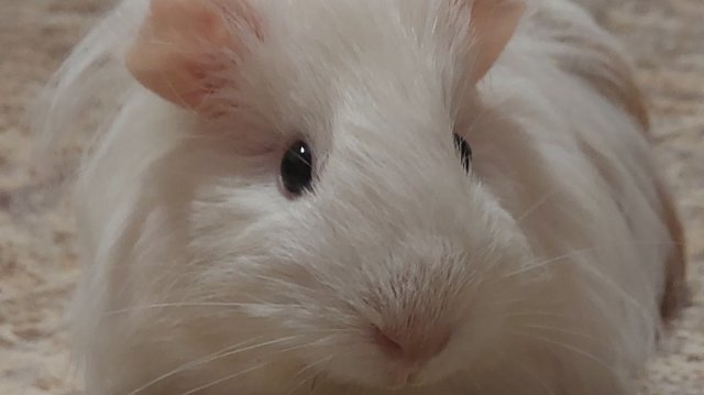 Морская свинка Бися