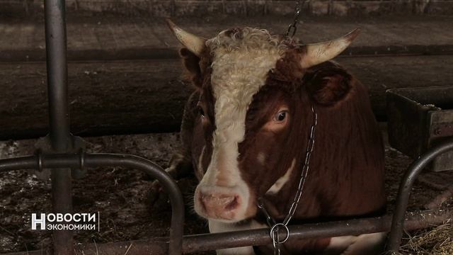 Более 200 тысяч тонн сахара уже произвели орловские предприятия из урожая нового года.