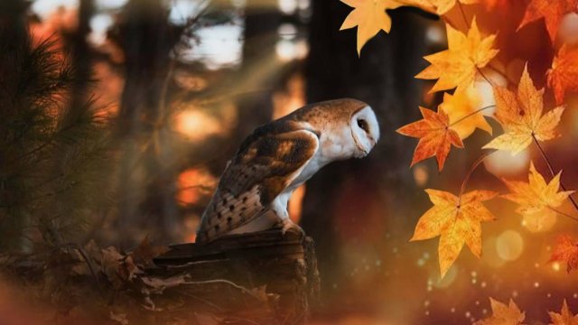 В гостях у Айрин