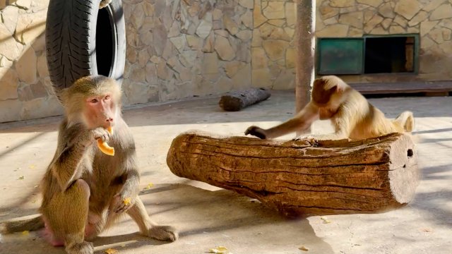 Убегай Люся, пришло время Лиды! Люся бревна катает одной левой - силовой тренажер, качает мышцы