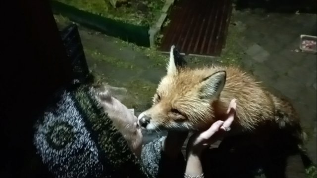 (1160) Лиса приходит в гости. Ноябрь 2025