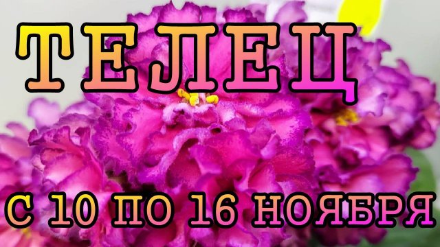 ТЕЛЕЦ таро прогноз на неделю с 10 по 16 НОЯБРЯ 2025 года.