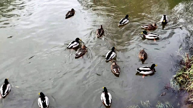 УТИНЫЙ РЕЛАКС В МОСКВЕ. ДОБРОГО УТРА ВСЕМ!