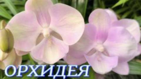 №1139/ СВЕЖАЯ поставка ОРХИДЕЙ в маг. ОРХИДЕЯ
