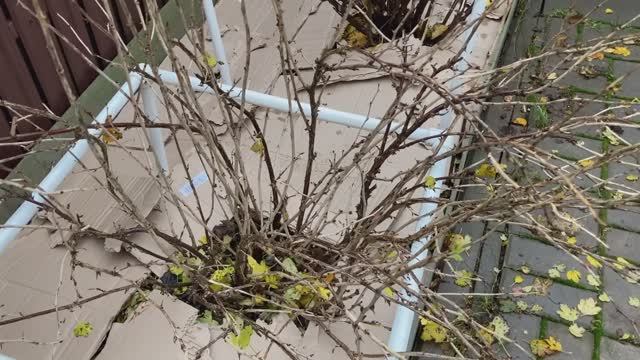 Кустарники осенью.