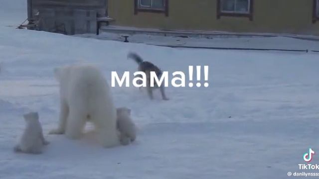 Медведь мама защищает медвежат