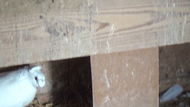 Самая редкая порода бойных голубей во всём мире.