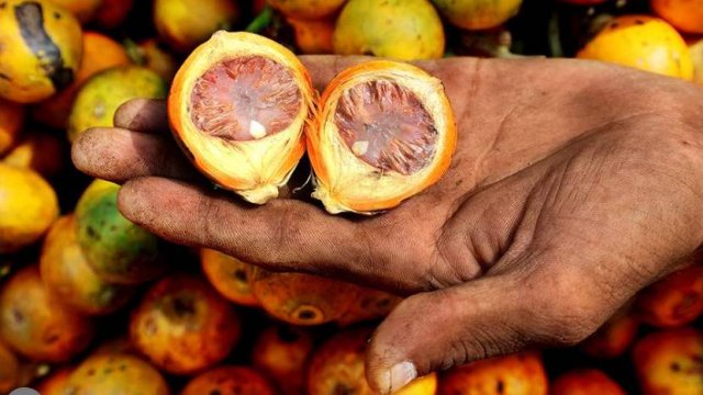 В России хотят запретить продажу «опьяняющих» орехов. Что нужно знать