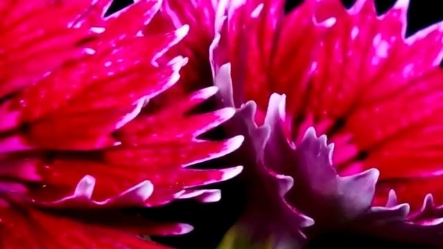 КОМЕДИЯ РОК Любите Жизнь!))