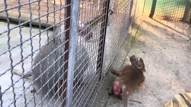 Это КОМЕДИЯ! Люську от жениха Елисея Владу пришлось просто ОТТАСКИВАТЬ за НОГИ!!?