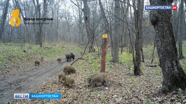 Фотоловушка запечатлела прогулку кабанов в нацпарке «Башкирия»