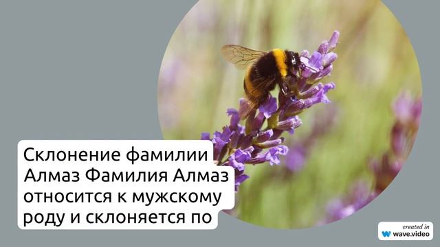 Исследуем происхождение фамилии Алмаз: история, значение и склонение.