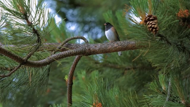 🌳🐦 Пение лесных птиц — расслабляющее видео для отдыха на природе.