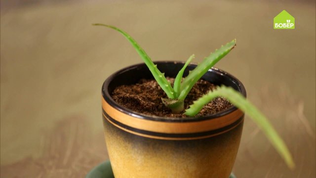 СУККУЛЕНТЫ! Ольга Платонова рассаживает суккуленты на примере столетника. Советы цветоводам