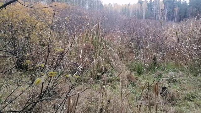 Металлокоп и не только😉😉😉