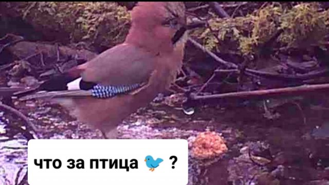 Что за птица ?