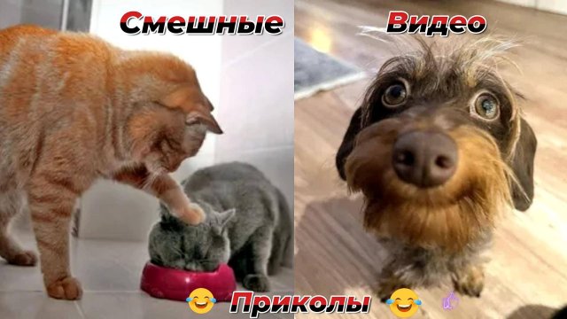 Смешные видео приколы|Юмор и Приколы.
