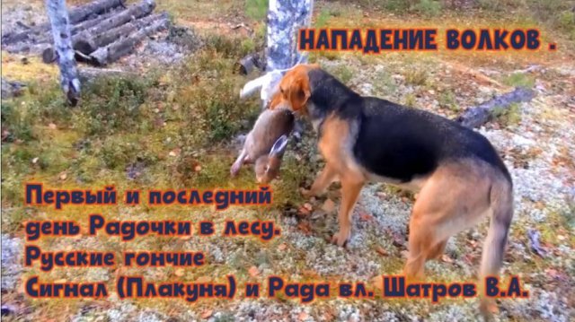 Нападение волков.Первый и последний день Радочки в лесу, Сигнал(Плакуня) и Рада вл. Шатров В.А.#hu