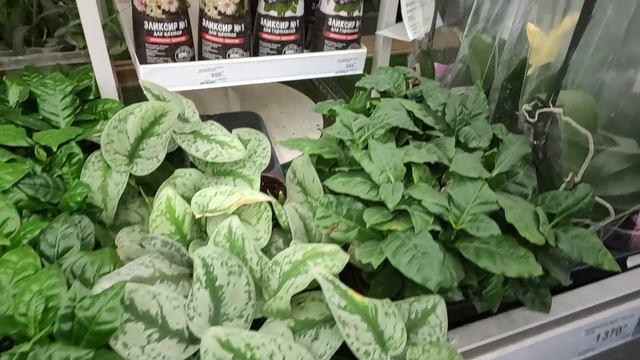 Обзор на цветочки в Лемана Про