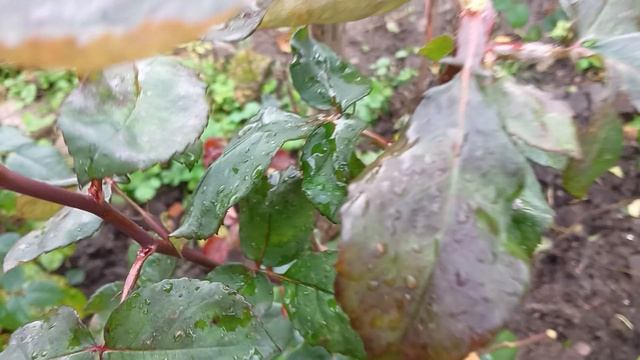 Розы пора обрезать.