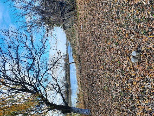 ходим у реки и увидели лебедев