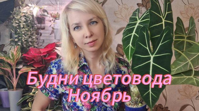 Будни цветовода. Черенкую алоказию, первые проблемы на новом месте