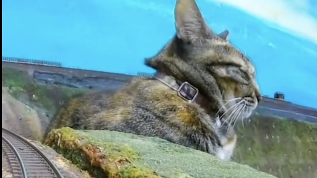 Поезд и железная дорога и кошки