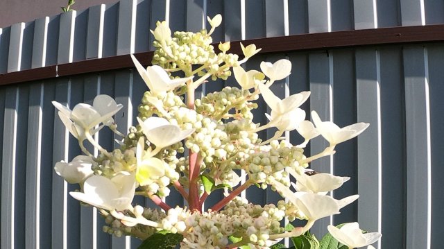 Осенняя обрезка метельчатой гортензии Биг Бен.