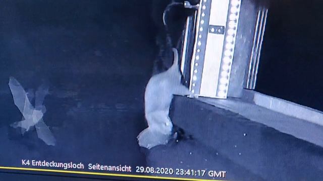 Успешное нападений крыс (Rattus norvegicus) на водяных ночниц (Myotis daubentonii) (Видео 4)